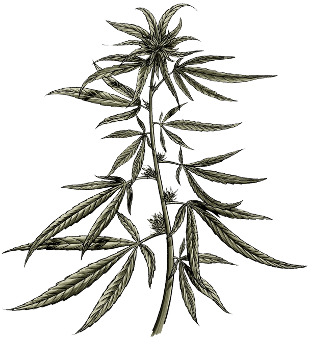 Illustration of a cannabis plant